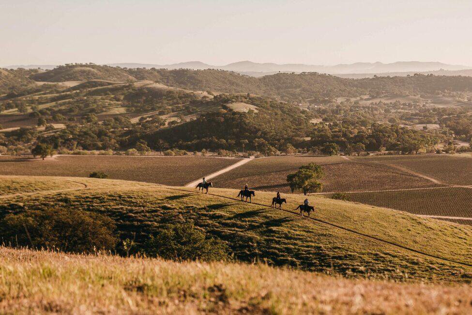 Image 5 for Which California Wine Region Is the Very Best?